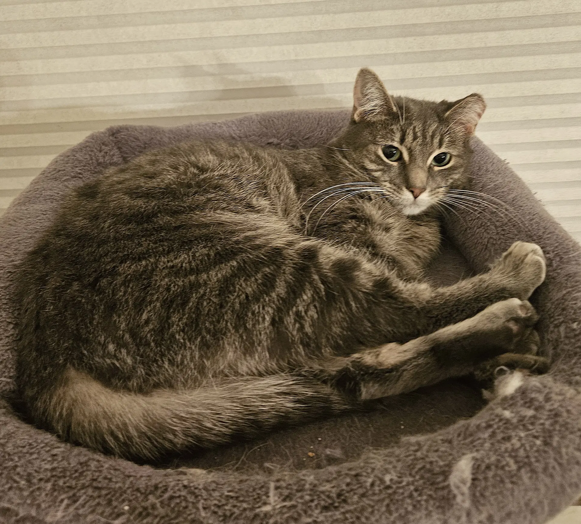 Suzie image 3