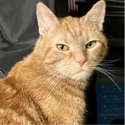 picture of the cat needing adoption