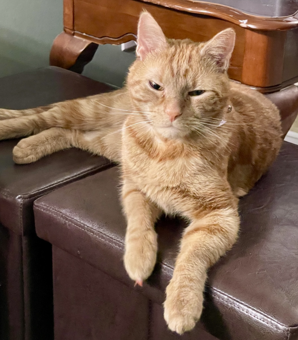 Marmalade