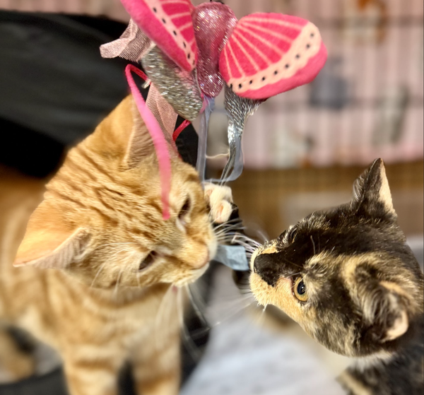 MOUSIE (Bonded with Clawde)