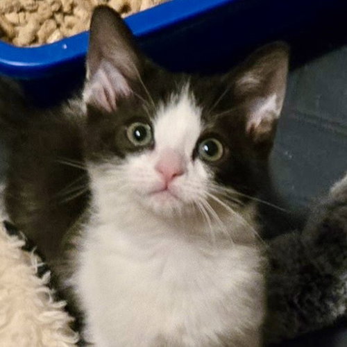 picture of the cat needing adoption