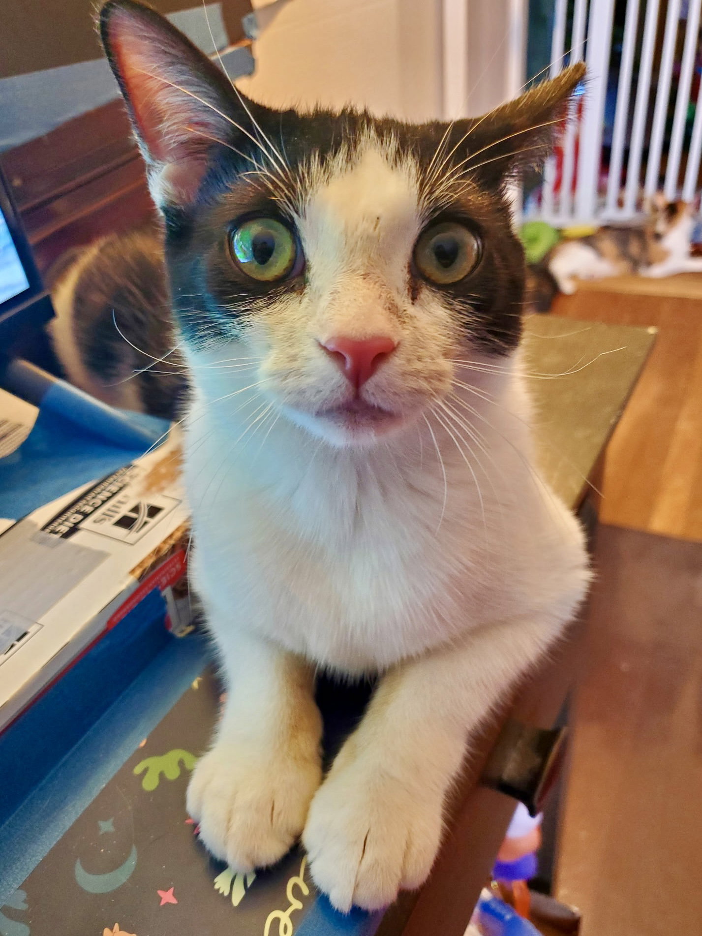 Feta