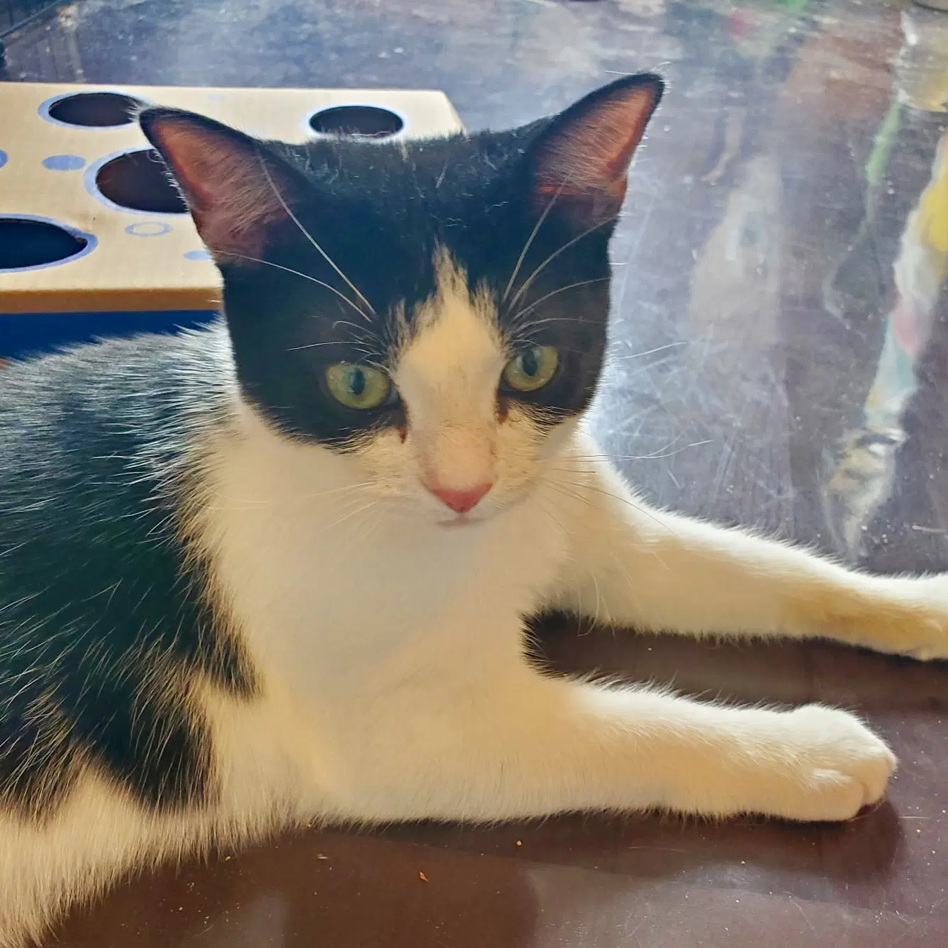 Feta - Tuxedo