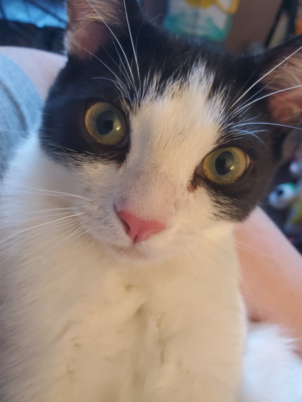 Feta