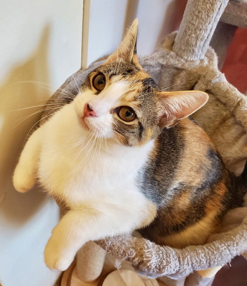 Fontina, Domestic Short Hair / Calico (short coat), cat for adoption in Clifton, New Jersey