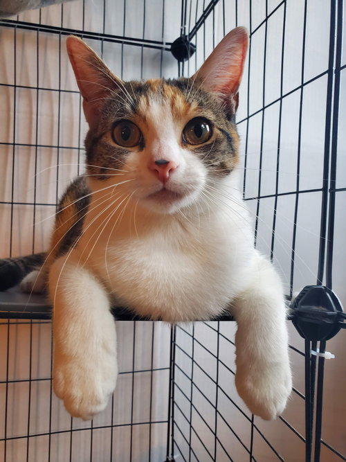 Fontina, Young Domestic Short Hair / Calico (short coat), cat for adoption in New Brunswick, New Jersey
