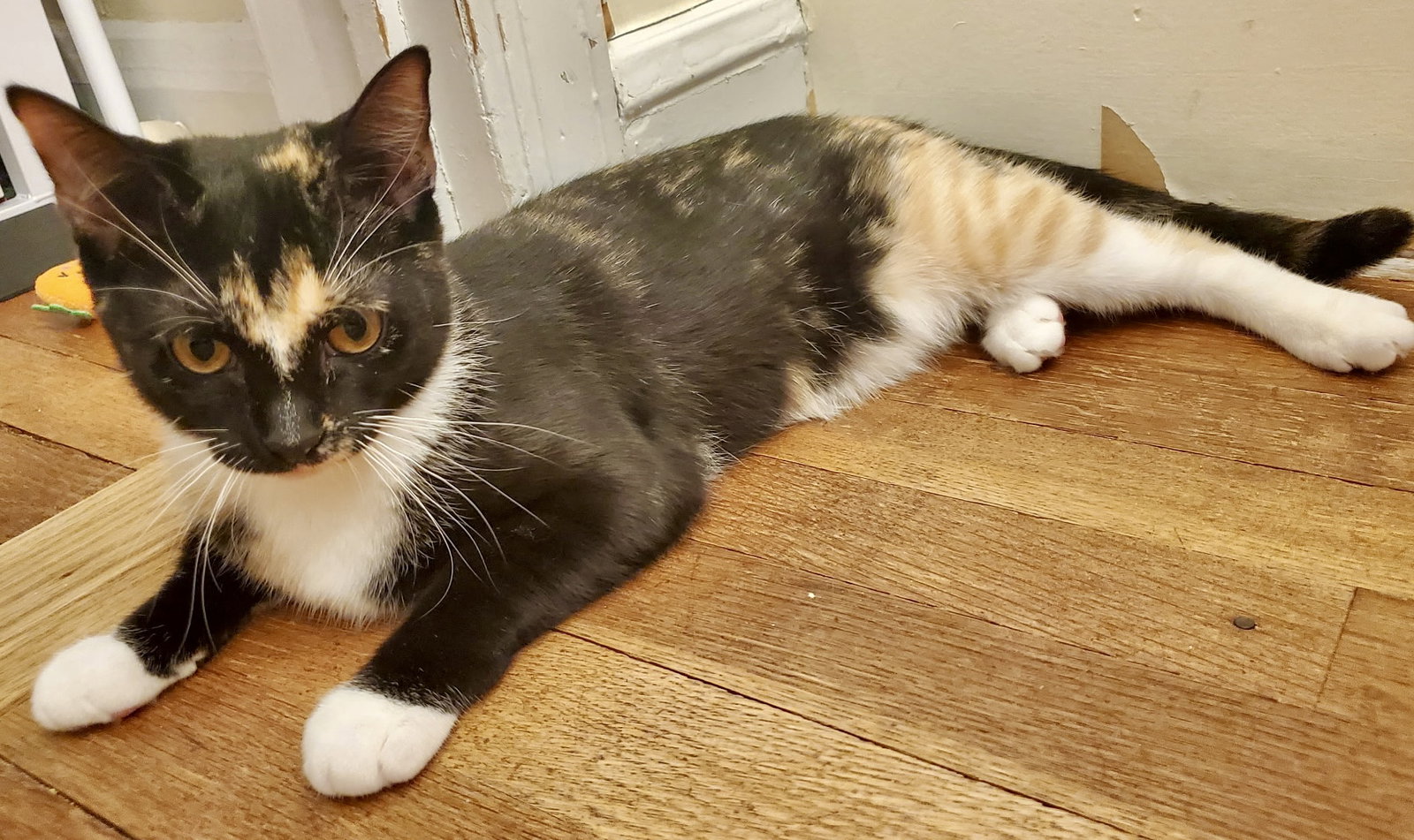Pepperjack