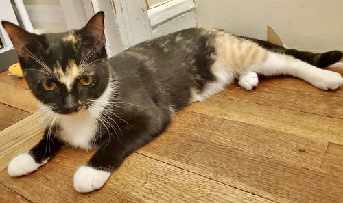 Pepperjack, Domestic Short Hair (short coat), cat for adoption in Clifton, New Jersey