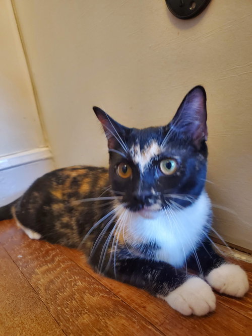 Pepperjack, Young Domestic Short Hair (short coat), cat for adoption in New Brunswick, New Jersey