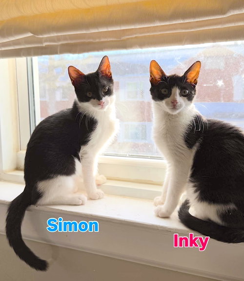 Simon, Domestic Short Hair (short coat), cat for adoption in Clifton, New Jersey