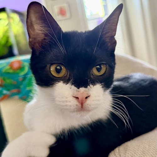 Simon, Domestic Short Hair (short coat), cat for adoption in Danbury, Connecticut