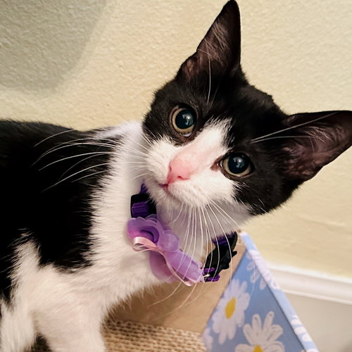 picture of the cat needing adoption