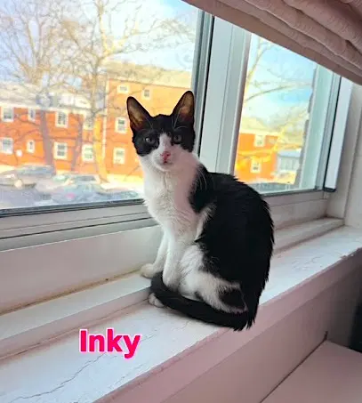 Inky - Domestic Short Hair