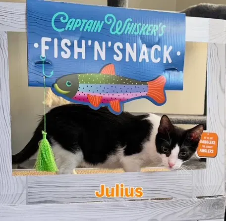 Julius - Domestic Short Hair