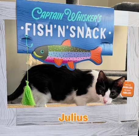 picture of the cat needing adoption
