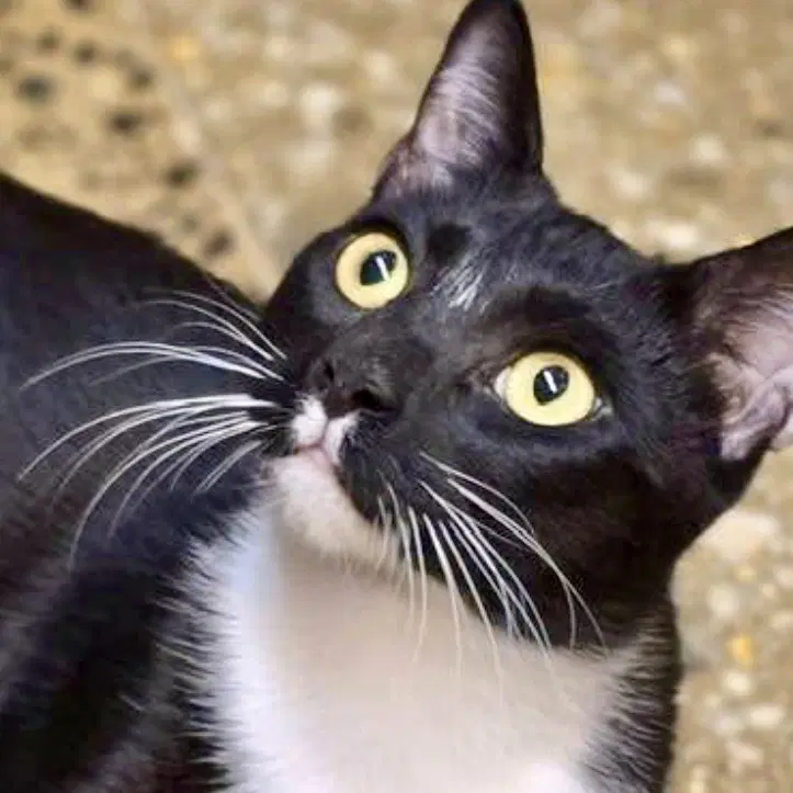 Lock - Domestic Short Hair