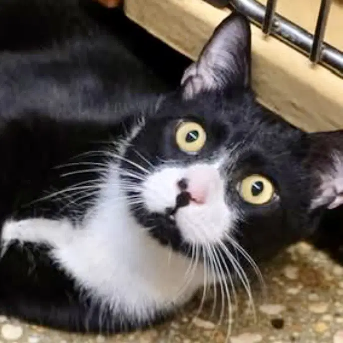 Shock - Domestic Short Hair