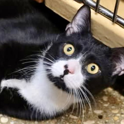 Shock, Young Domestic Short Hair, cat for adoption in Danbury, Connecticut