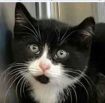 picture of the cat needing adoption