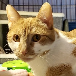 picture of the cat needing adoption