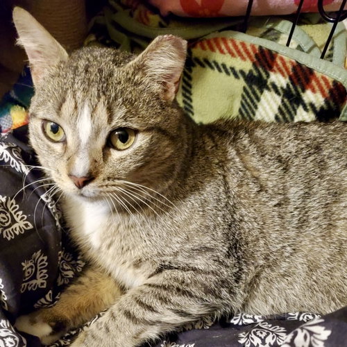 picture of the cat needing adoption