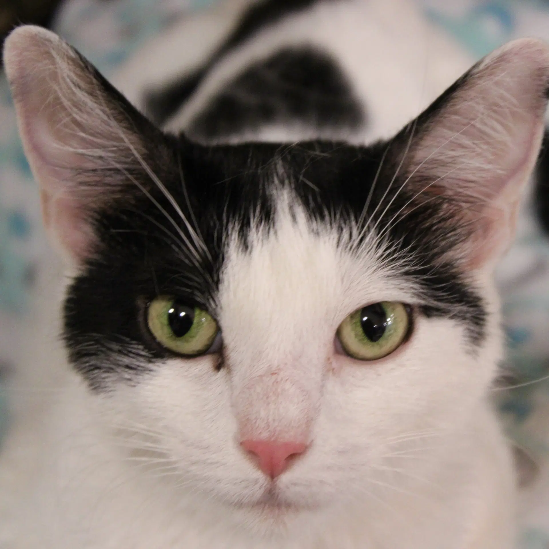 Cody Beans - Domestic Short Hair