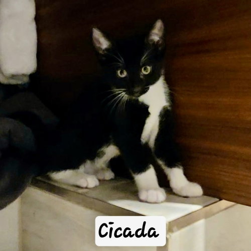Cicada, Domestic Short Hair, cat for adoption in Clifton, New Jersey