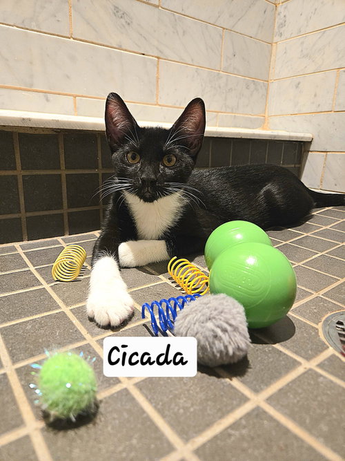 Cicada