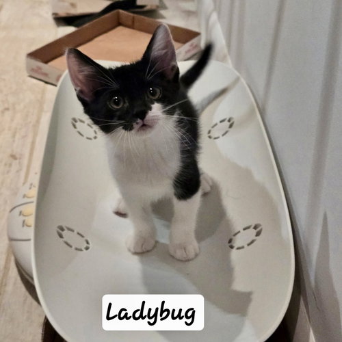 Ladybug, Domestic Short Hair, cat for adoption in Clifton, New Jersey