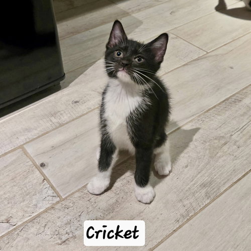 Cricket, Domestic Short Hair, cat for adoption in Clifton, New Jersey