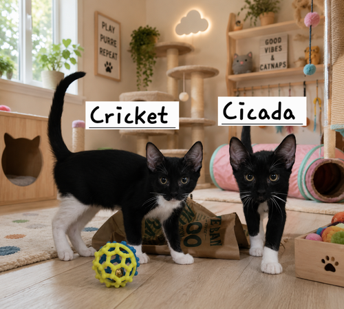 Photo 2 of Cricket