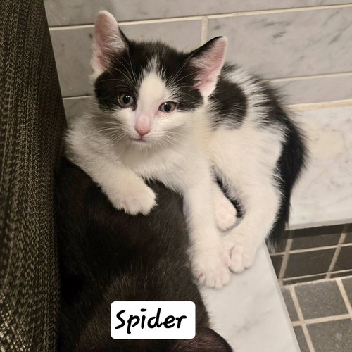 Spider, Domestic Short Hair, cat for adoption in Clifton, New Jersey