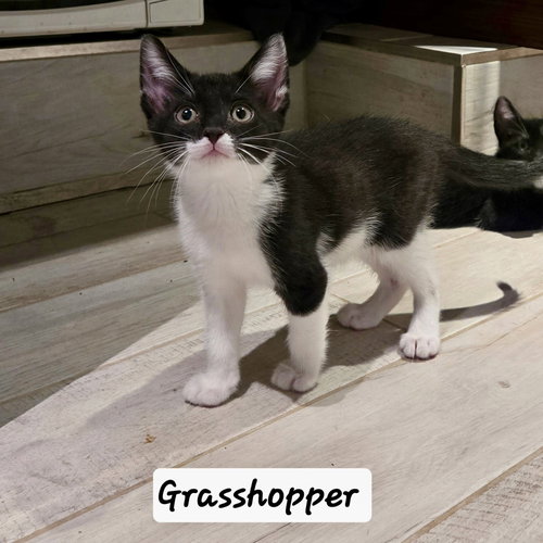 Grasshopper, Domestic Short Hair, cat for adoption in Clifton, New Jersey