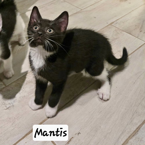 Mantis, Domestic Short Hair, cat for adoption in Clifton, New Jersey