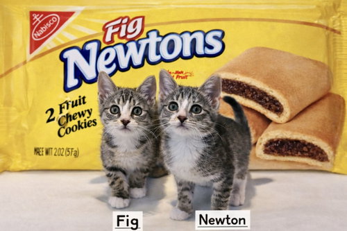 Fig & Newton, Domestic Short Hair, cat for adoption in Clifton, New Jersey