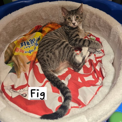 Fig & Newton