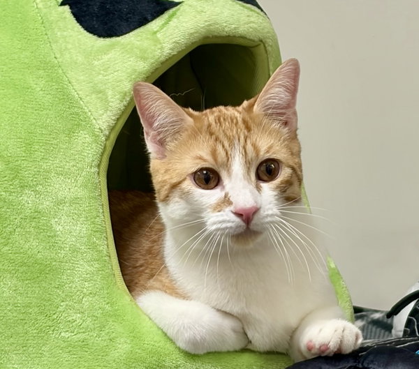 Muenster