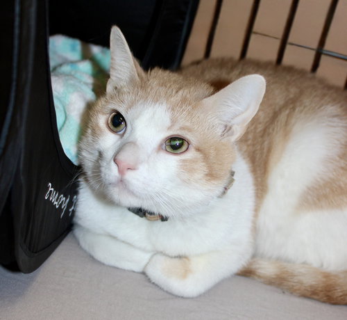 Creamsicle, Domestic Short Hair, cat for adoption in Clifton, New Jersey