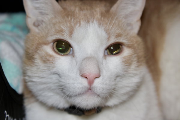 Creamsicle