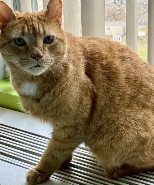 Joey, Domestic Short Hair, cat for adoption in Clifton, New Jersey