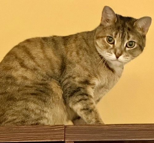 Latte, American Shorthair, cat for adoption in Clifton, New Jersey