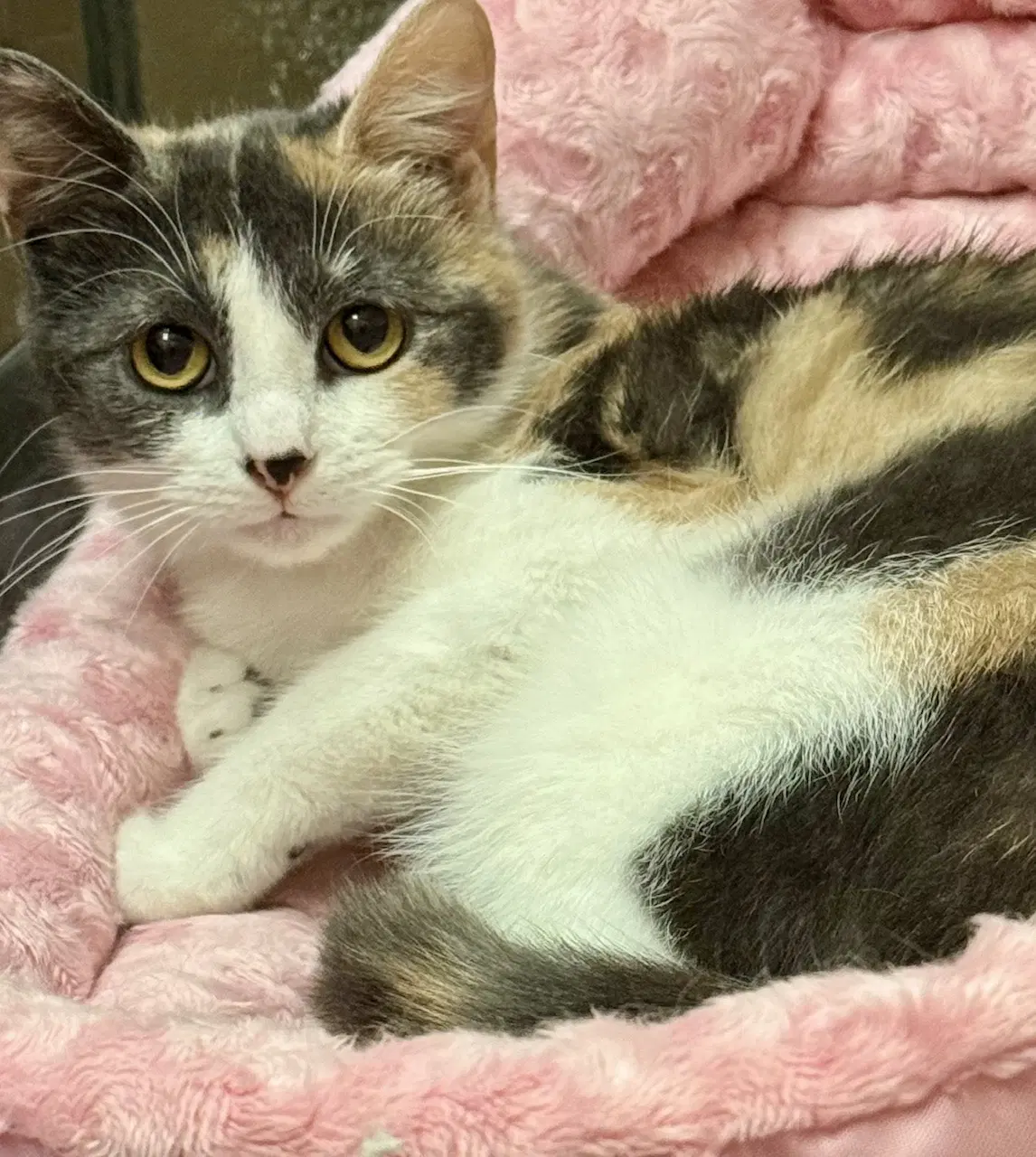 Creampuff - Domestic Short Hair