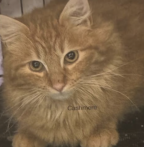 Cashmere, Young Domestic Long Hair (long coat), cat for adoption in Clifton, New Jersey