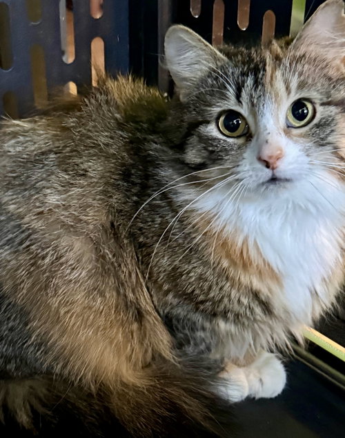 Dandelion, Domestic Medium Hair, cat for adoption in Clifton, New Jersey