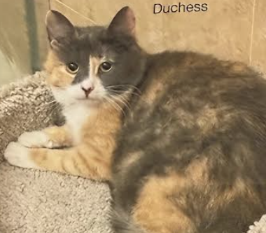 Dutchess, Calico, cat for adoption in Clifton, New Jersey