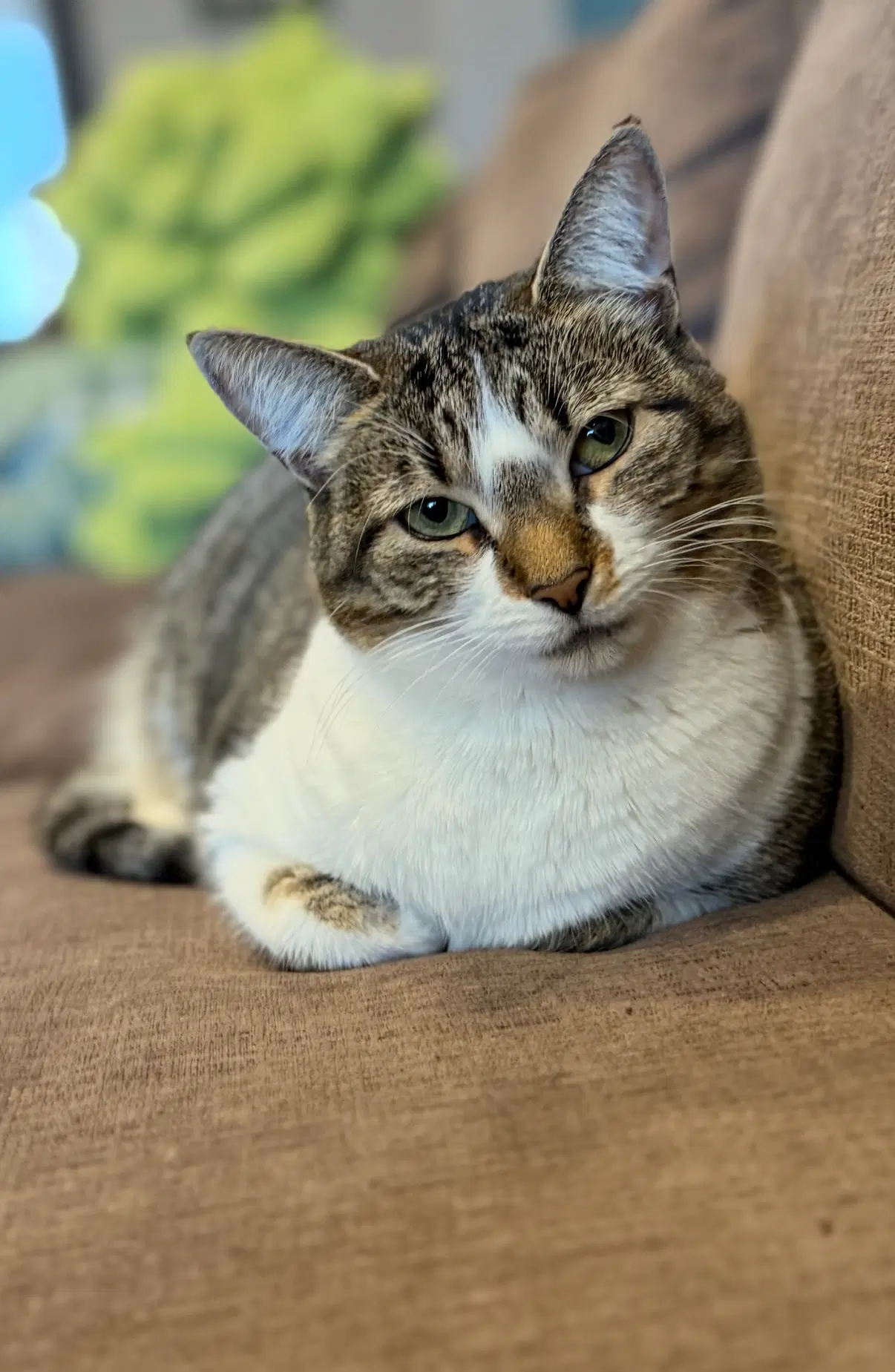 Fava - Domestic Short Hair