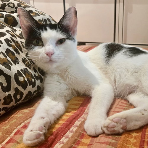 Honeybee, Domestic Short Hair (short coat), cat for adoption in Kearny, New Jersey
