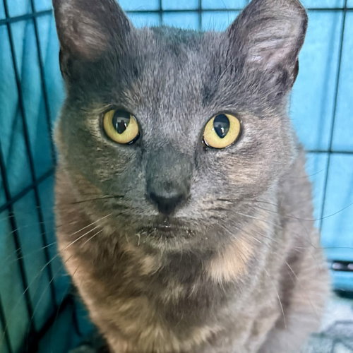 Petunia, Tortoiseshell (short coat), cat for adoption in Danbury, Connecticut
