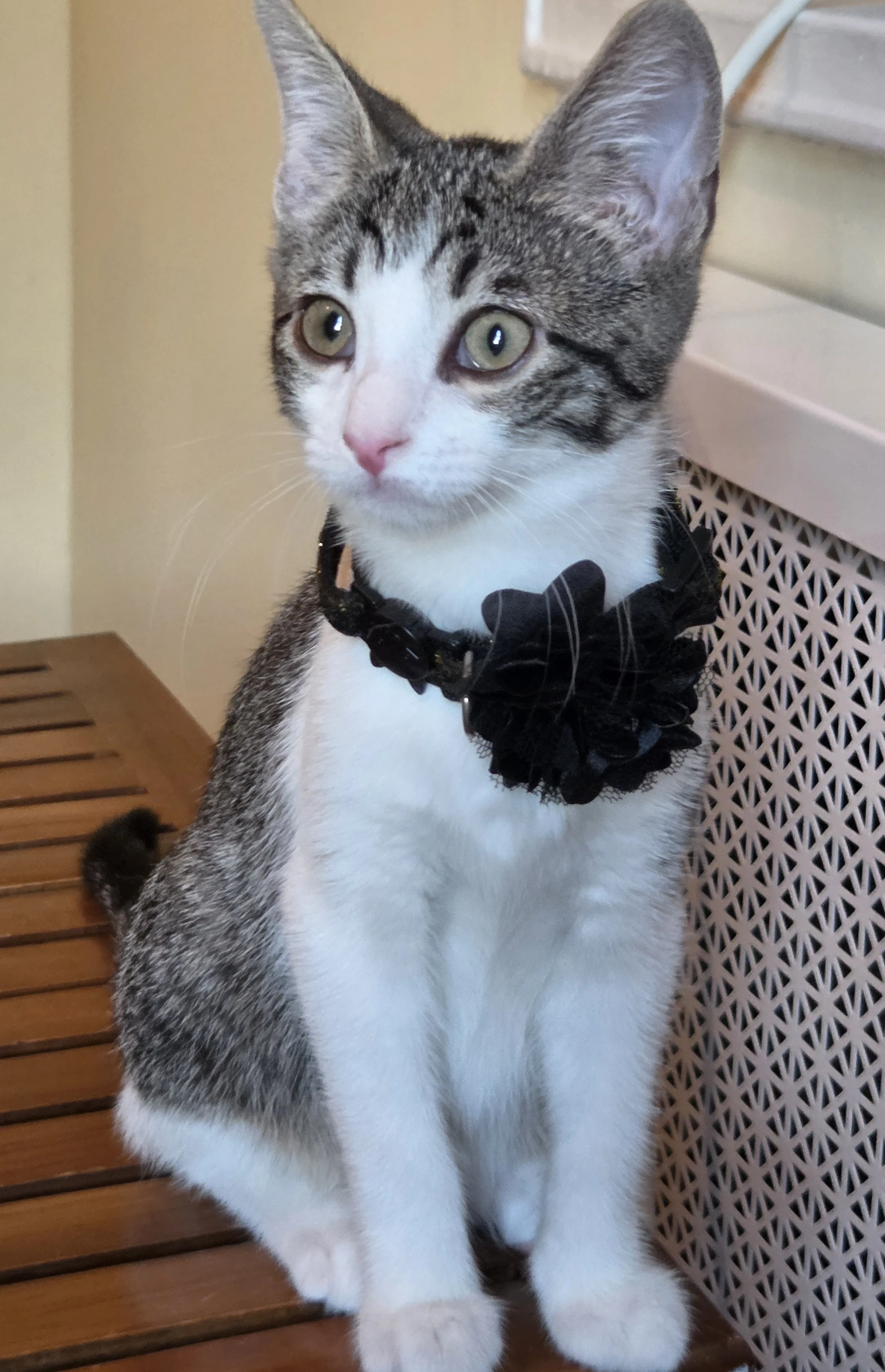 Miso