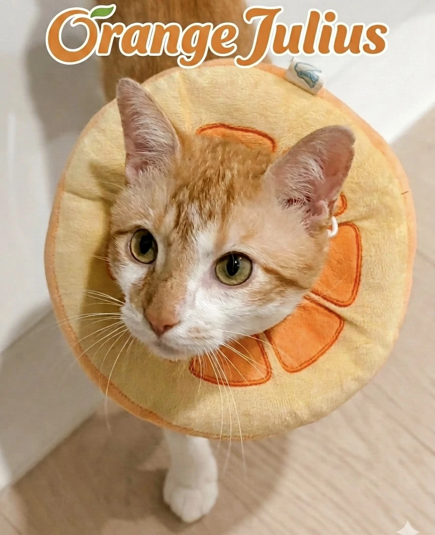 Orange Julius